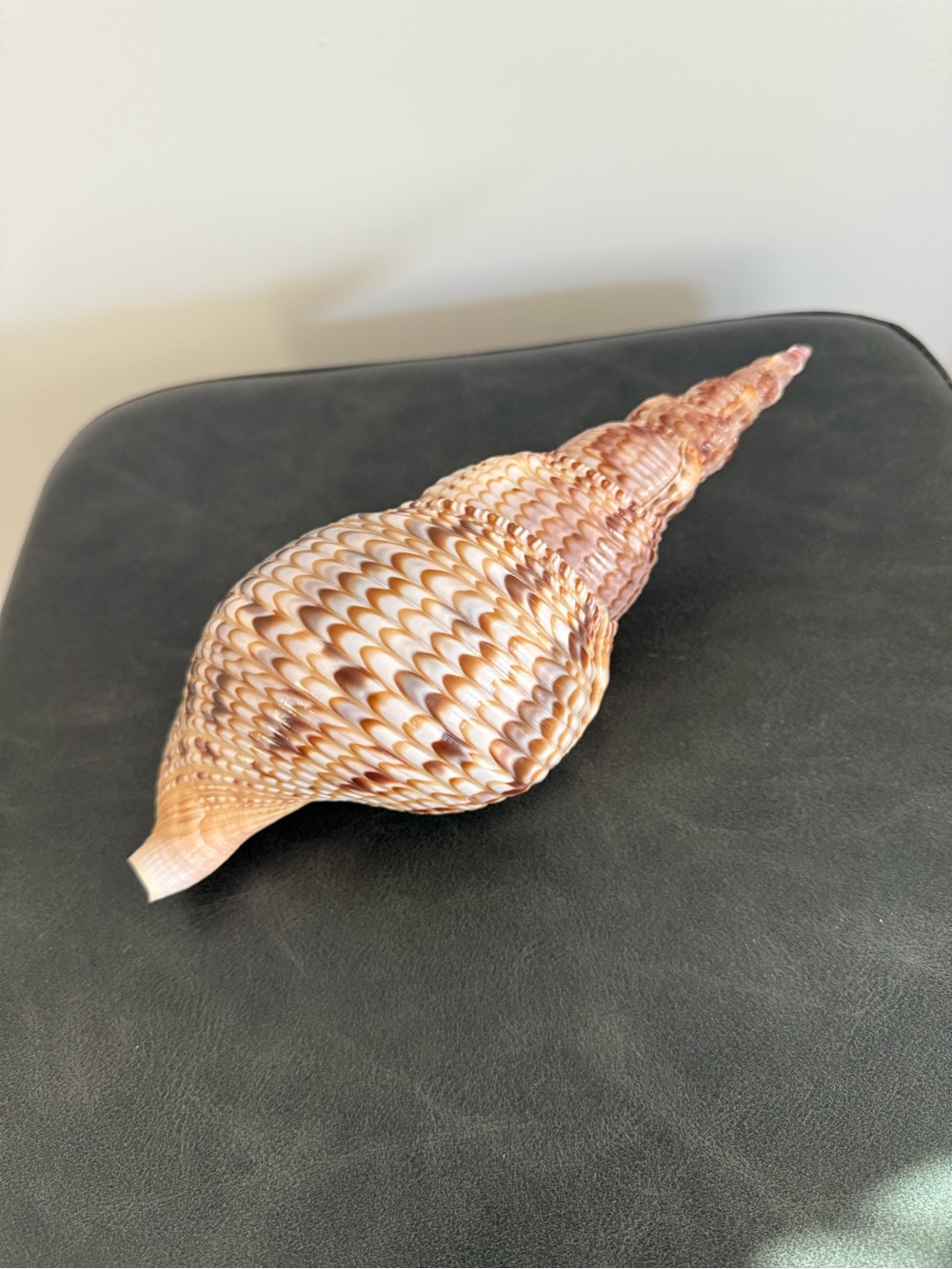 Decorative Conch Shell with Warm Peach and Cream Tones - Picture 3 of 3